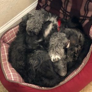 Meet your Posher, Michael